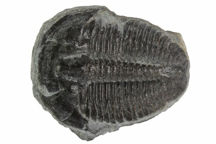 Elrathia Trilobite Fossil - Utah #97042